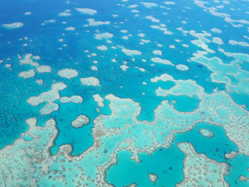 A good dose of probiotic bacteria can boost coral health on the Great Barrier Reef.