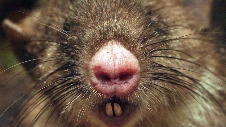 A hog-nosed rat in Indonesia.  Photo: Museum Victoria