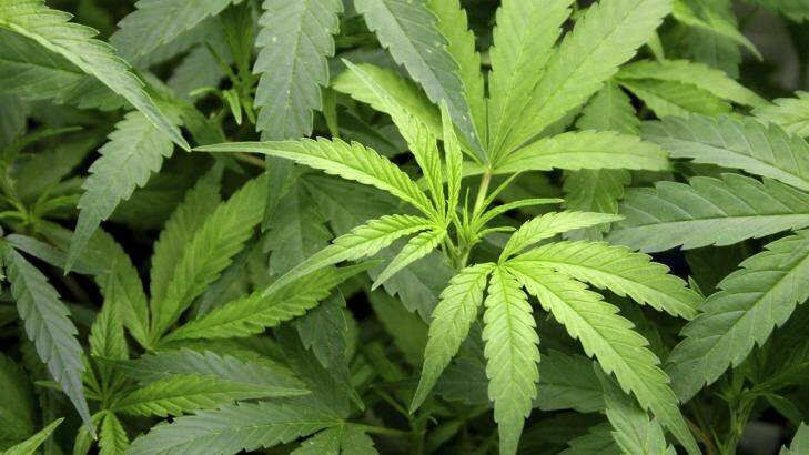 NSW is currently investigating decriminalising medical cannabis. Photo: Supplied