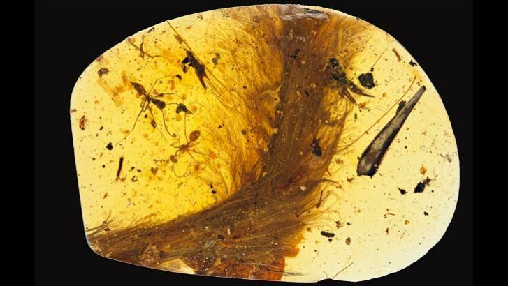 A 99-million-year-old piece of amber with a feathered dinosaur tail trapped inside.  Photo: Ryan McKellar/Royal Saskatchewan Museum