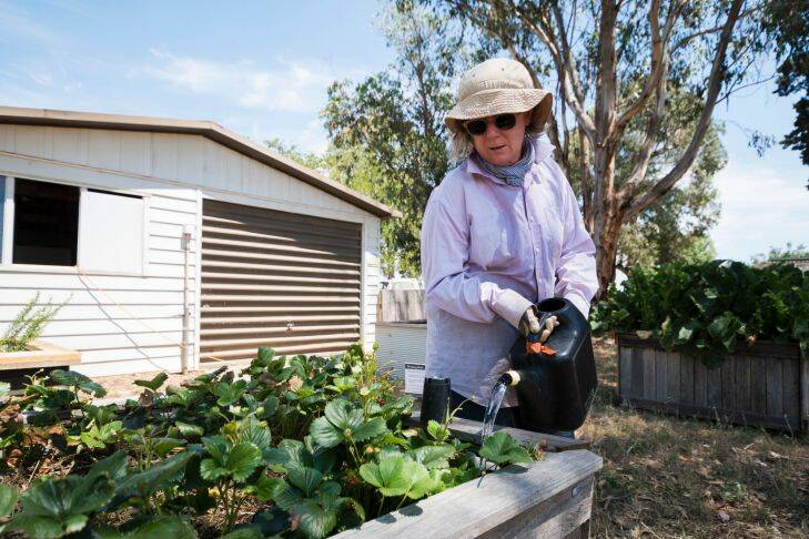 Trish McEwan works to maintain the plants during the intense heat. Photo: Dion Georgopoulos