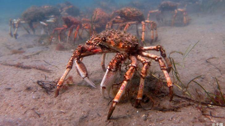 The giant spider crab can grow up to 16cm in size. Photo: Chiharu Shimowada