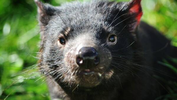 Tasmanian devil killed in US zoo