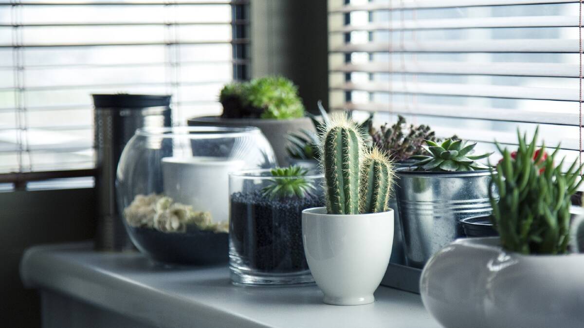WINDOW FOCUS: Long after your kitchen taps have fallen out of fashion, your windows will still deliver for your home.  