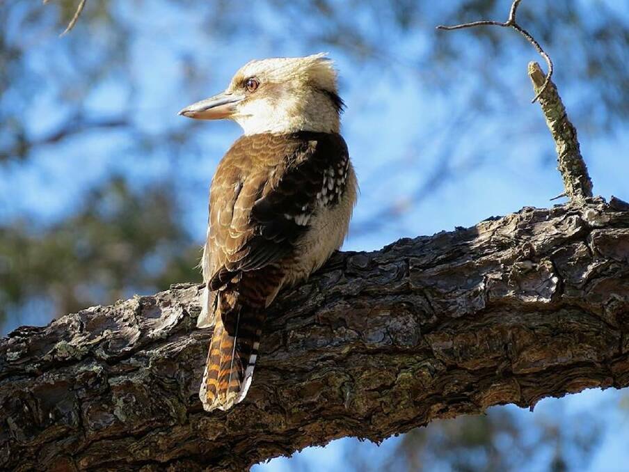 Have you seen or heard any Kookaburras? Photo: Birdlife Southern Highlands Image Library
