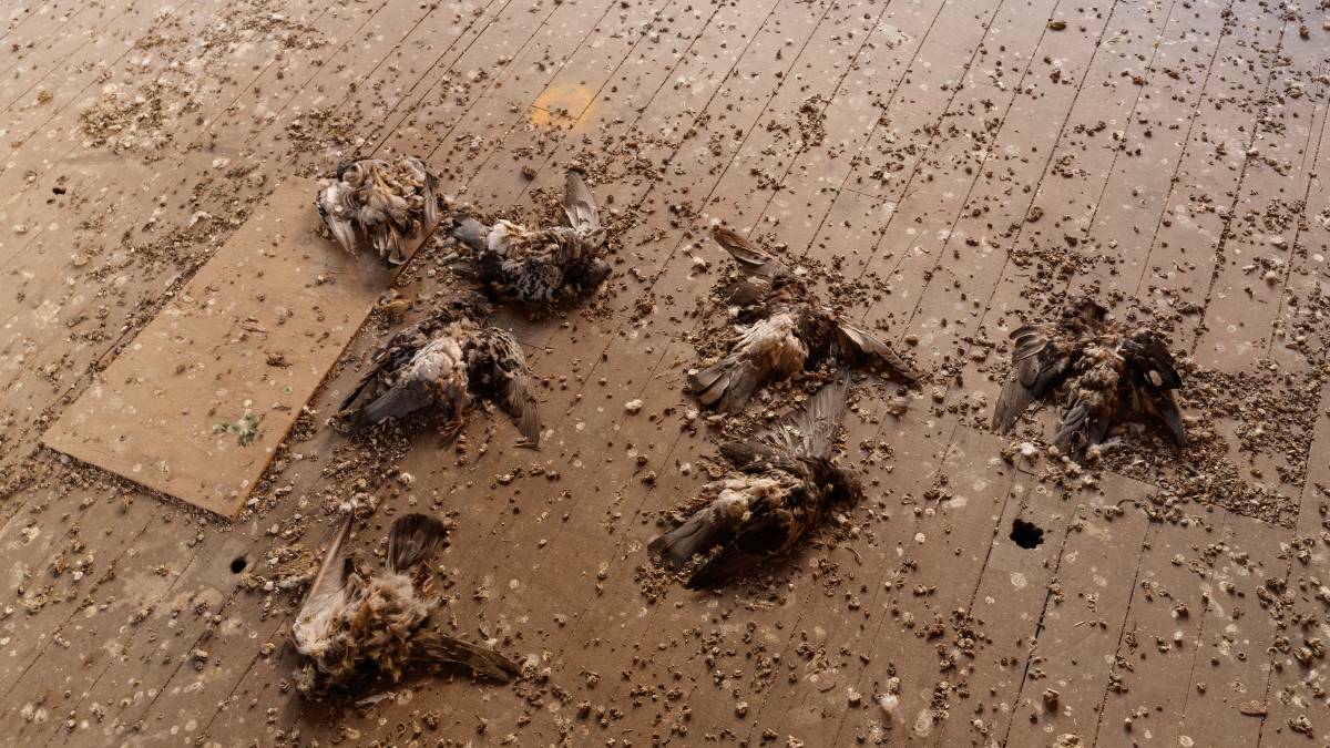 Dead pigeons and pigeon droppings currently litter the floor of the Old Newcastle Post Office. Picture: Max Mason Hubers.