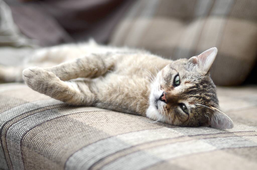 PURRADISE: Love and the right care will keep your cat happy and healthy. Picture: Shutterstock