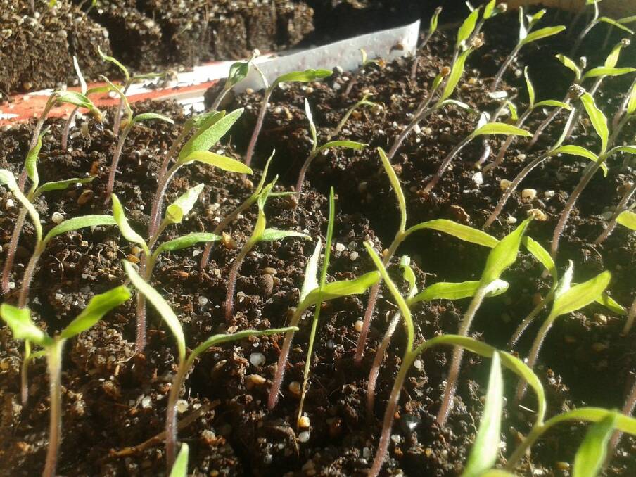 Building blocks for stress-free seedlings