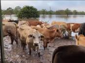 The Trustum family were grateful that most of their herd is safe from the floods in northern NSW. Photo: Elizabeth Steele