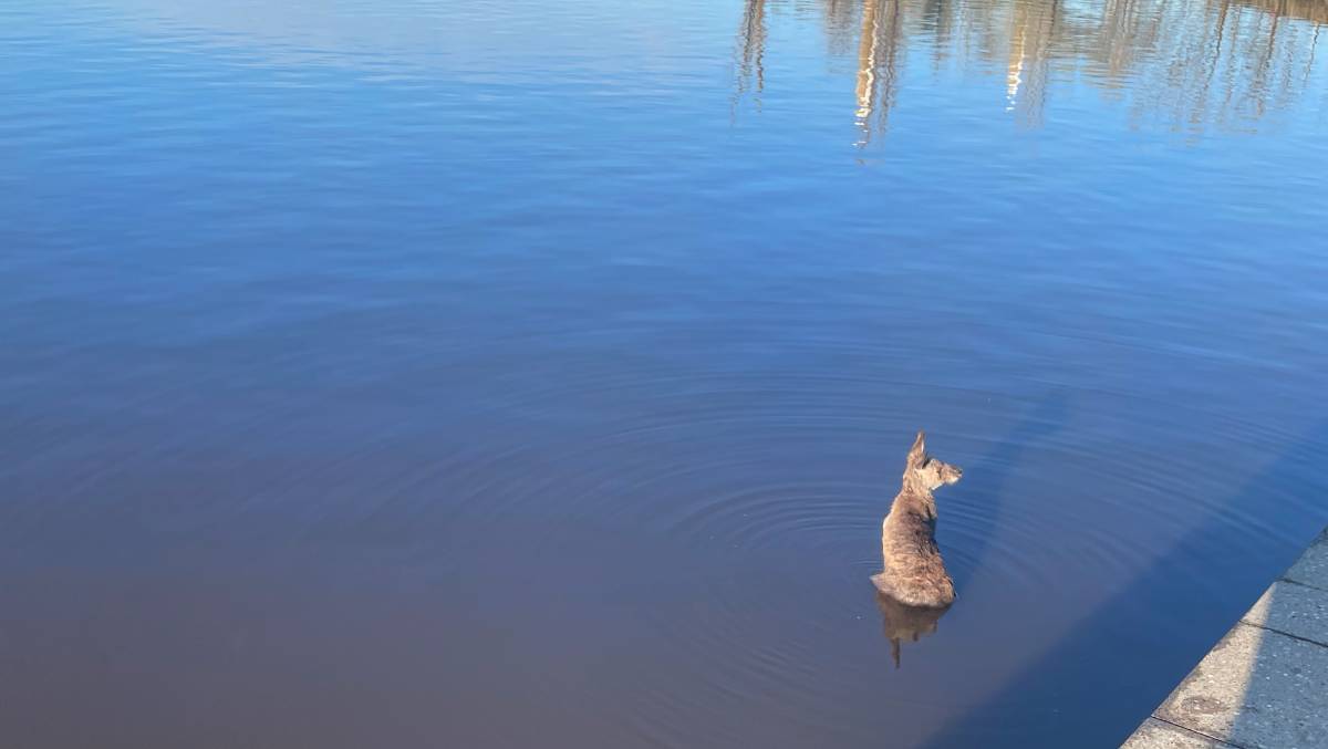 Bystanders said they pulled the kangaroo from Lake Burley Griffin twice. Picture: Penelope Twemlow