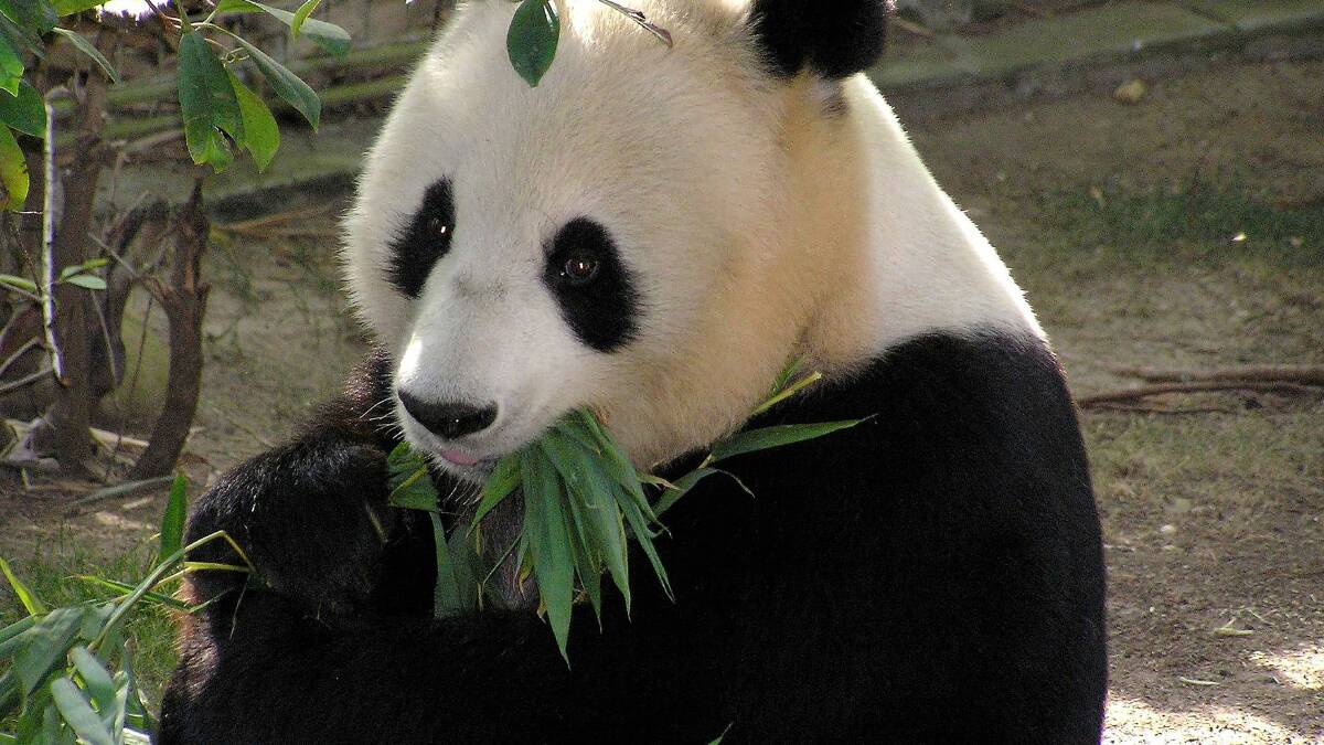 Come face-to-face with a giant panda on Ecruising’s eight-day land tour of China. 