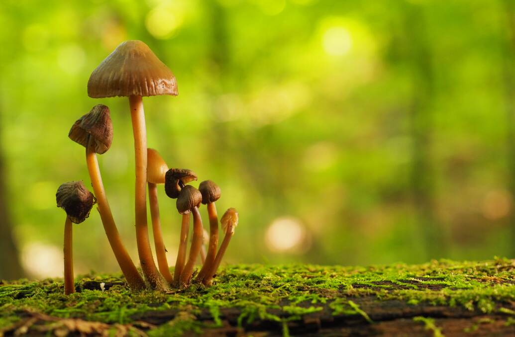 How our lives are entangled with those of the fungi