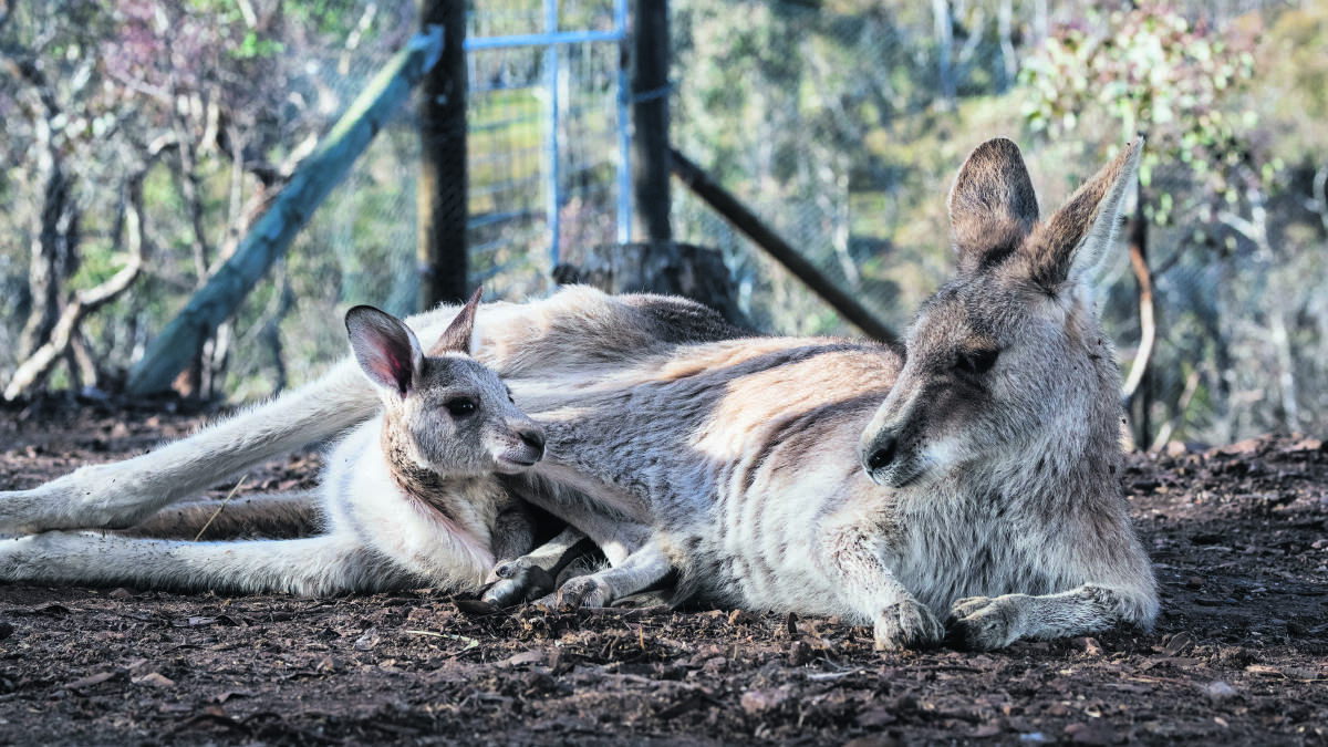 Residents of Lucky Star Sanctuary.