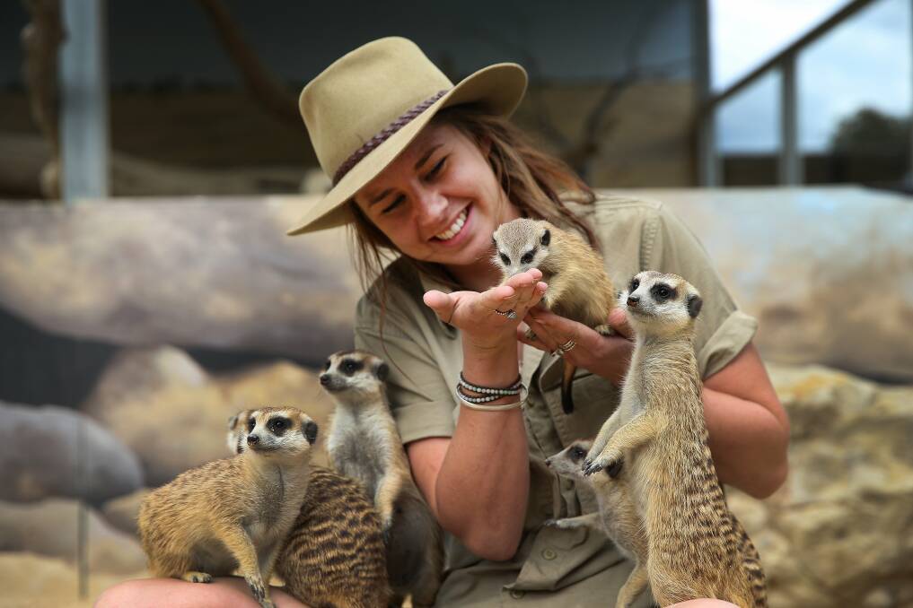Get up close and pesonal to a meerkat or six at the Hunter Valley Zoo. Photo by Marina Neil 