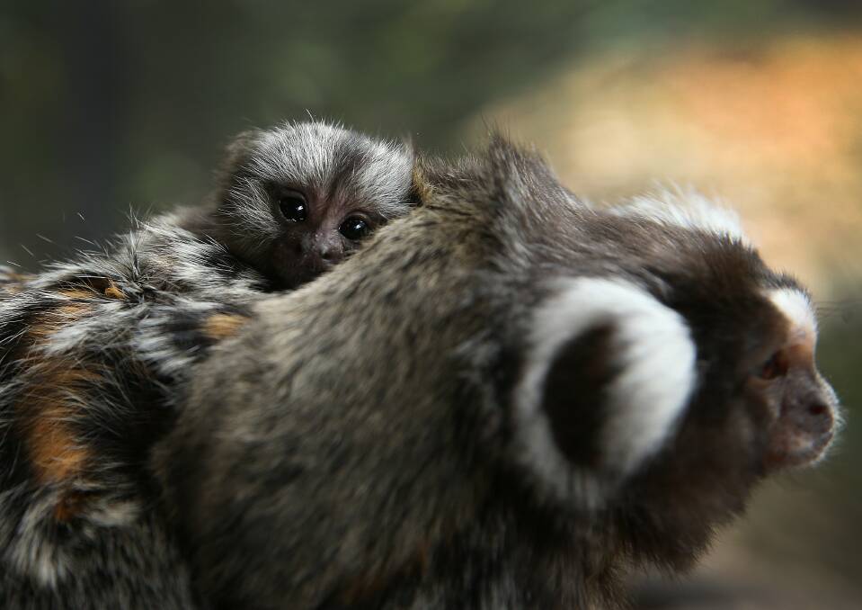 A baby marmoset on its mothers back. Photo by Marina Neil 