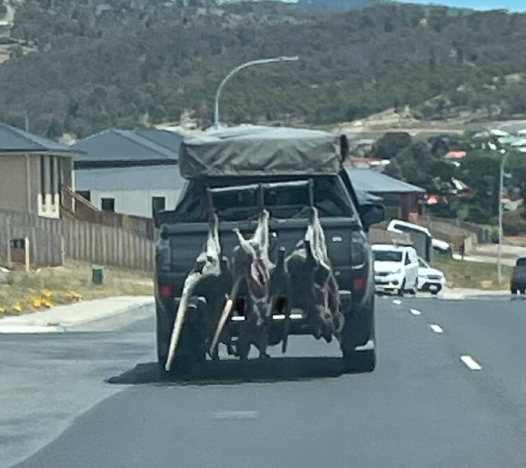 Dead animals hanging from a vehicle in Tasmania. Picture: Supplied