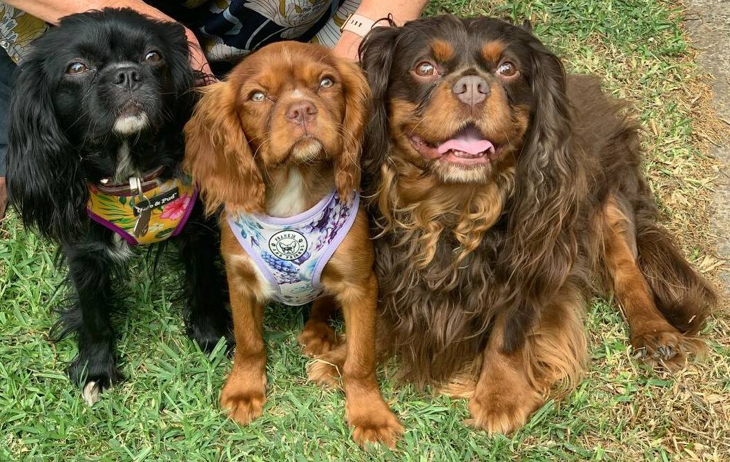 Cute and cuddly: Cavalier King Charles bred by Diane Becker. Picture: Supplied 