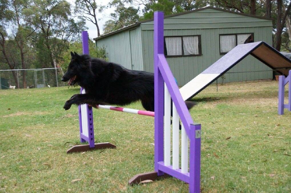 One of Tanyia Richards' beloved Belgian Shepherds participating in agility training. Picture: Supplied