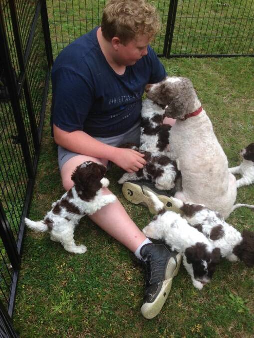 Sandi and Ray Sharpe's son with one of their Lagotto litters. Picture: Supplied