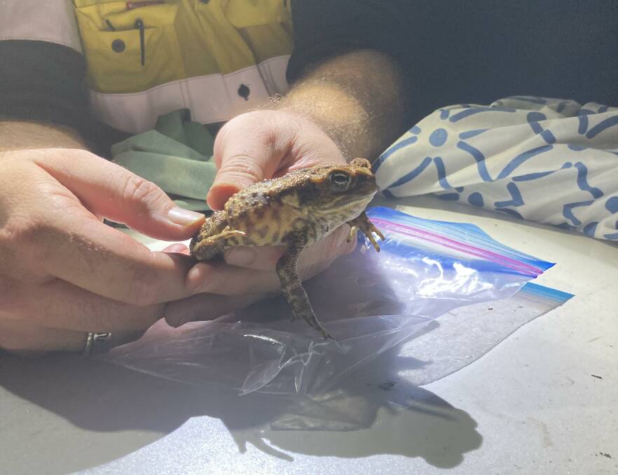 A cane toad captured during one of Greater Sydney Local Land Services survelliance nights. Picture: Supplied
