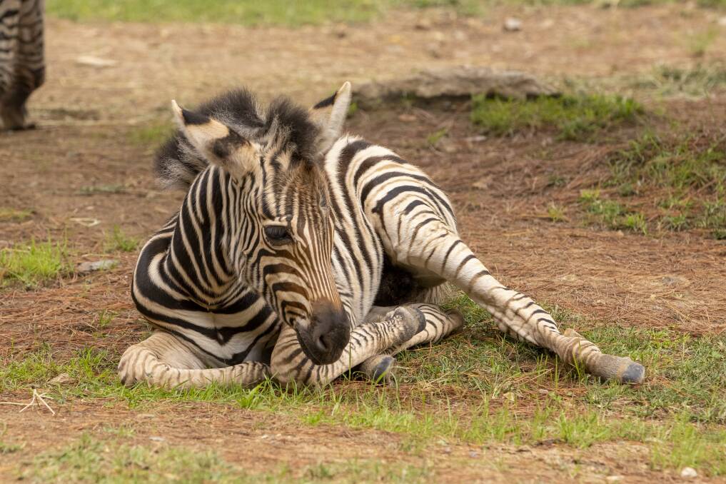 The zebra foal will be named in coming weeks. Picture: Keegan Carroll