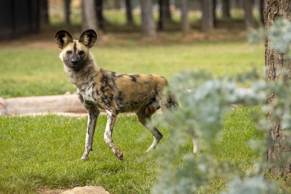 One of the four new African painted dogs that have arrived in Canberra from the Perth Zoo. Picture: Keegan Carroll