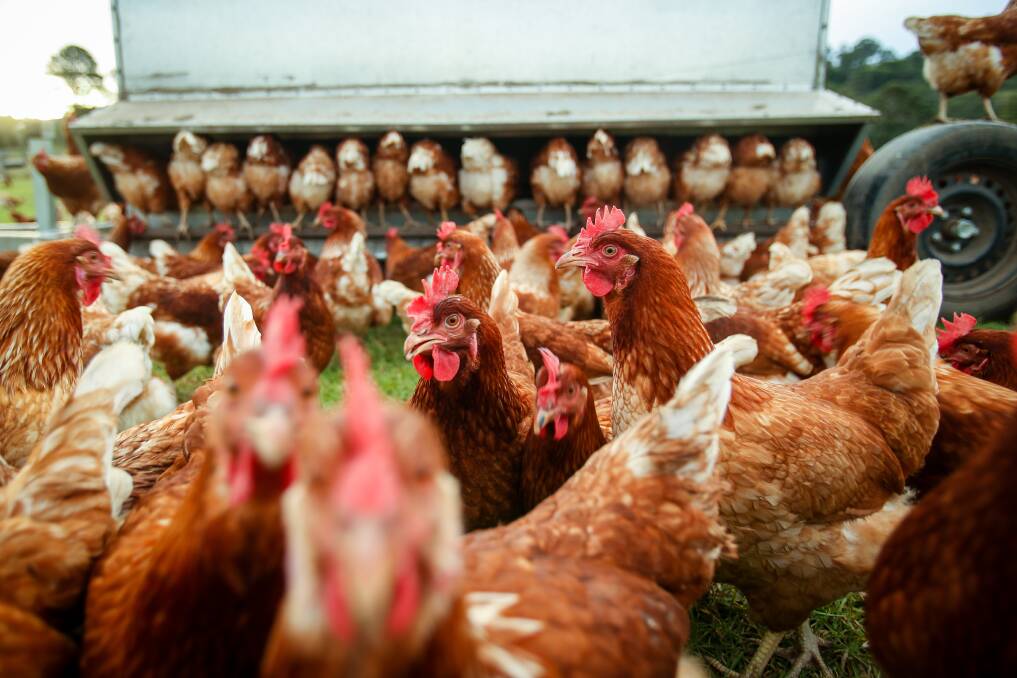 The 550 hens, Hyline Browns have a full hectare to roam on, but sometimes congregate near their "snack bar". 
