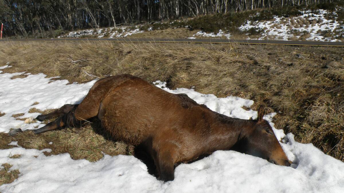A brumby killed after being hit on the Snowy Mountains Highway.