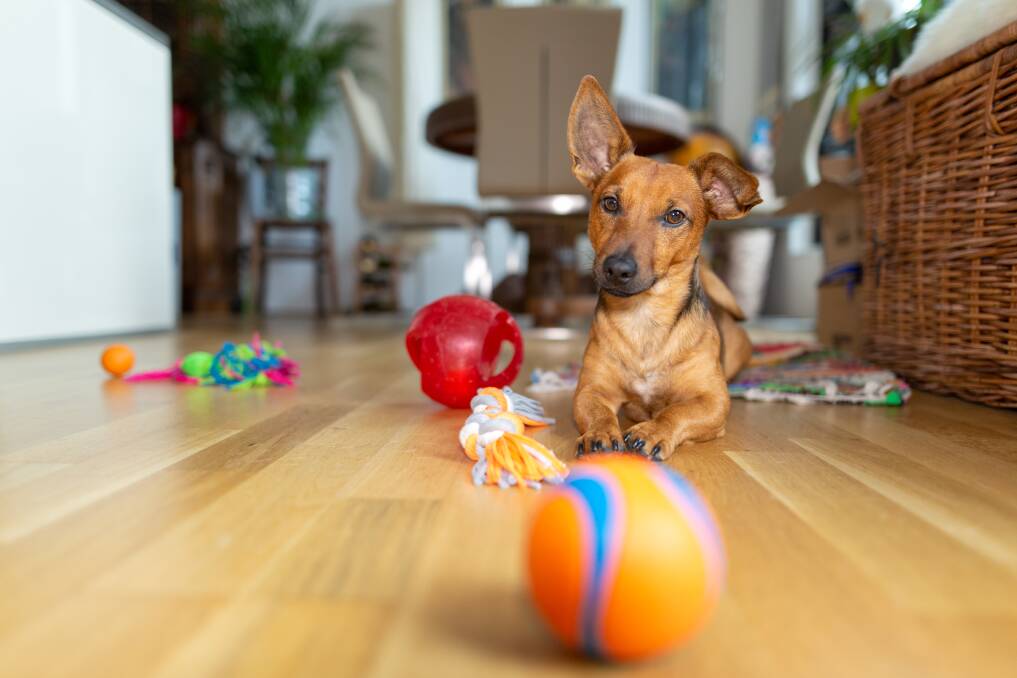 Appropriate chew toys can also give your dog something to do while you're gone.