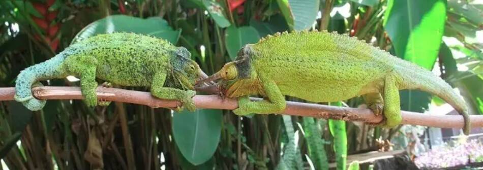 Two male Jacksons chameleons from Kenya fighting. Males will lock their horns if color signaling fails to resolve a contest. Credit: Photo by Martin J. Whiting.