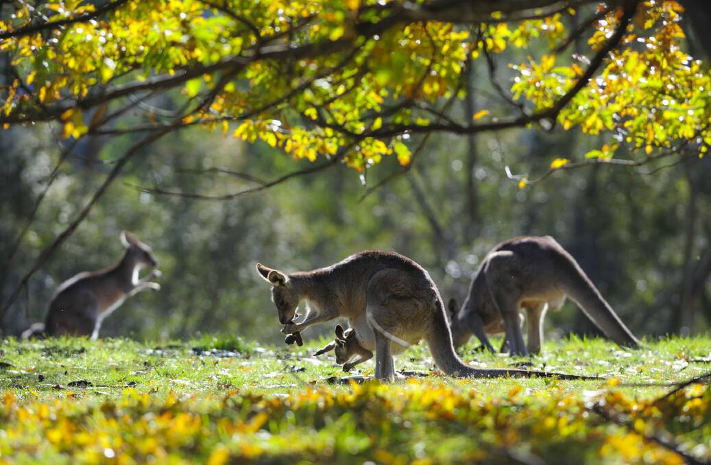Research has found kangaroos are generally left-handed. Photo: Graham Tidy