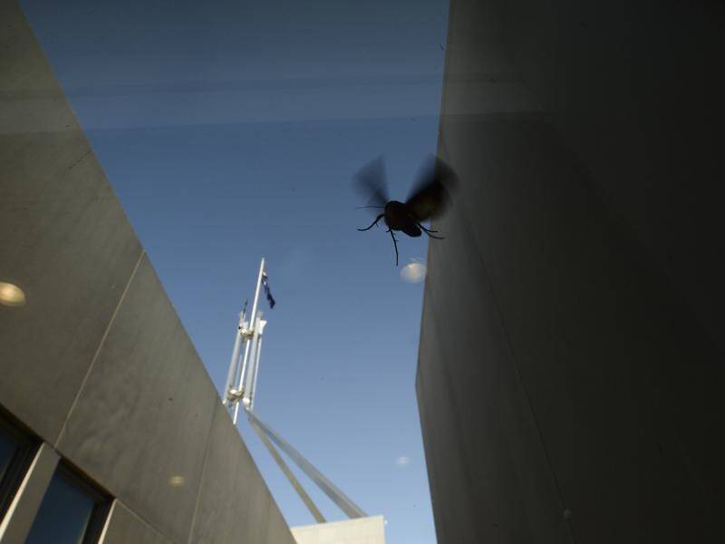 Canberra's Parliament House is on the flight path for bogong moths headed to the alpine regions.