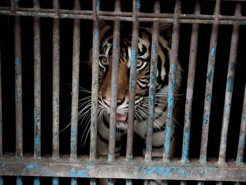 The tigers were treated with antibiotics, antihistamines, anti-inflammatory drugs and multivitamins.