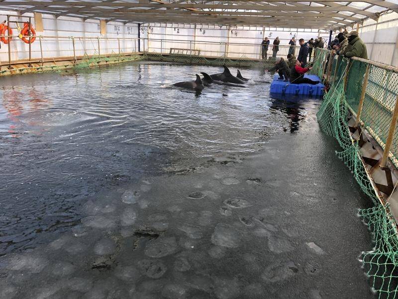 Russian activists say about 100 captured whales are being kept in small crowded pools illegally.