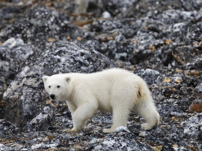 A study says melting sea ice could jeopardise the survival of the Arctic's polar bear population.