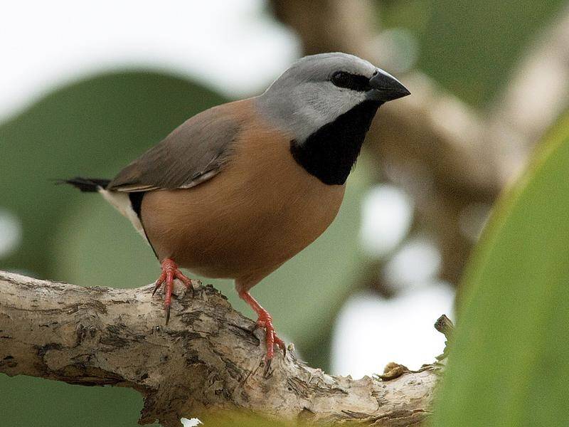 Approval deadlines were set for Adani's plans to protect groundwater and the black throated finch.
