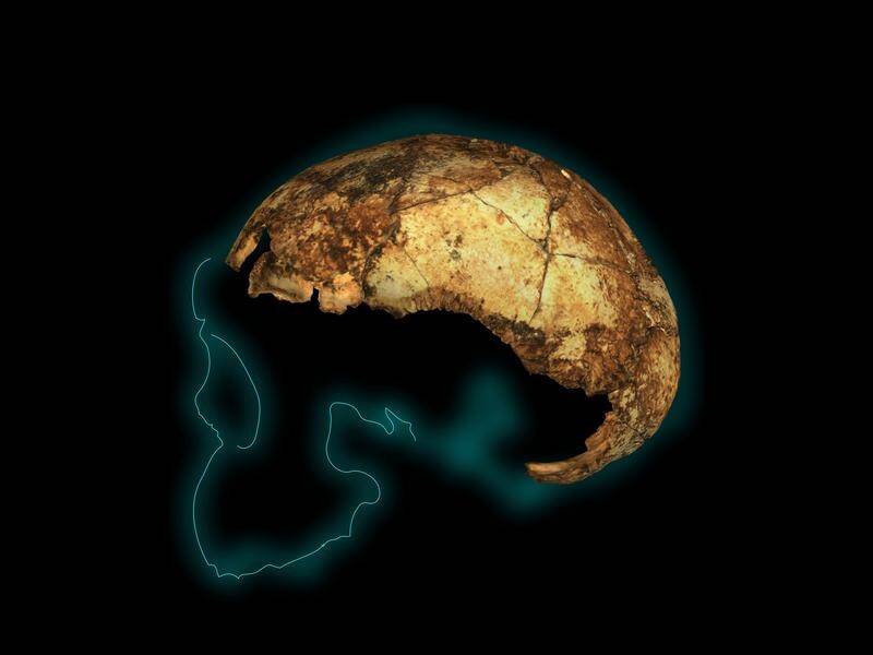The skull of a young Homo erectus was reconstructed from more than 150 individual fragments.