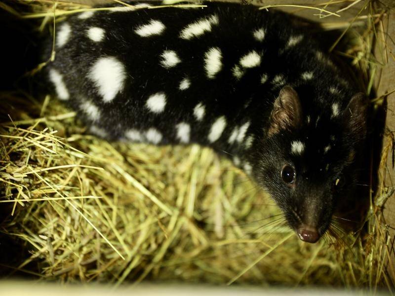 Genetically diverse eastern quolls from Tasmania are boosting the endangered population in NSW.
