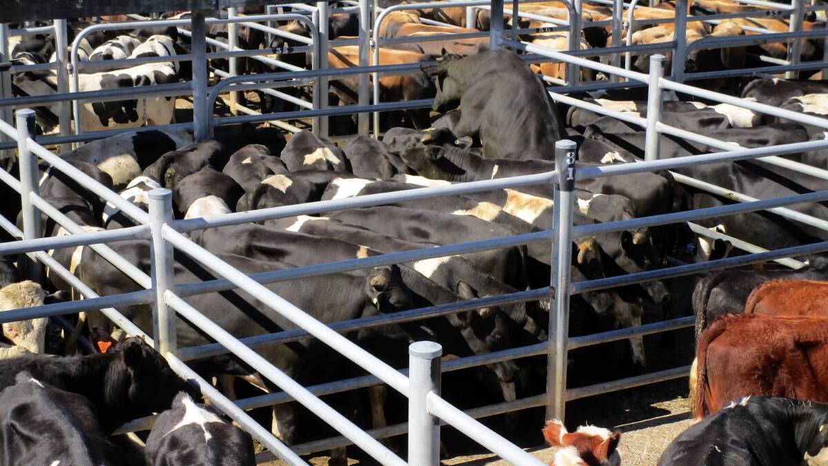 Beef cattle tightly packed into holding pens at a rural sale yard in New Zealand. Picture: Shutterstock